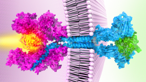 Researchers solve full-length structure of a Janus kinase