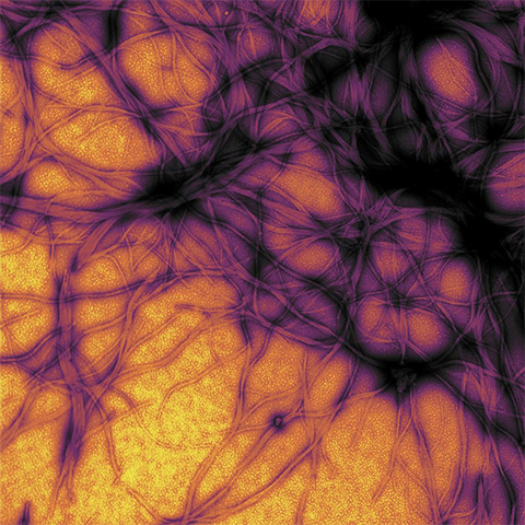 Fibrillized prion protein expressed in E. coli.