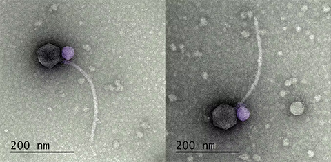 The satellite virus MiniFlayer (purple) infects cells by attaching itself to the neck of its helper virus, MindFlayer (gray).