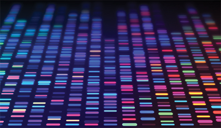 DNA profile from a human sample.