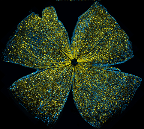 Large-scale mosaic confocal microscopy image of a mouse retina
