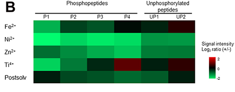 The signal intensity ratio of six synthetic peptides (horizontal) in the presence of various metal ions, with respect to the control. Red indicates positive signal intensity and green, negative.