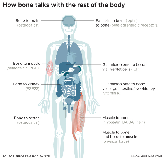 How bone talks with the rest of the body