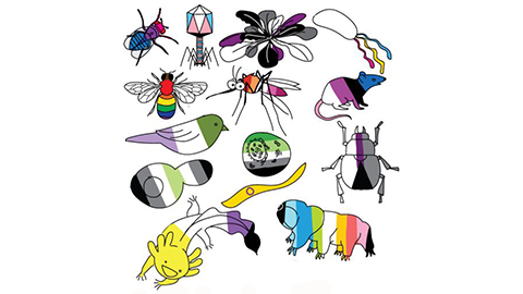 Pronouns in the classroom