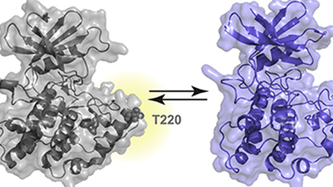 Researchers investigate self-regulation of an enzyme with critical cellular functions