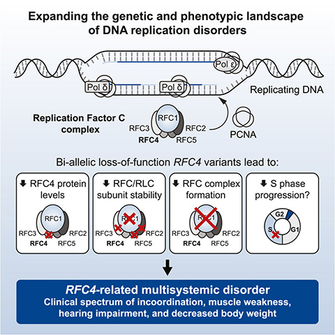 Schematic depicting Morimoto–Ryu–Malicdan neuromuscular syndrome mechanism of action