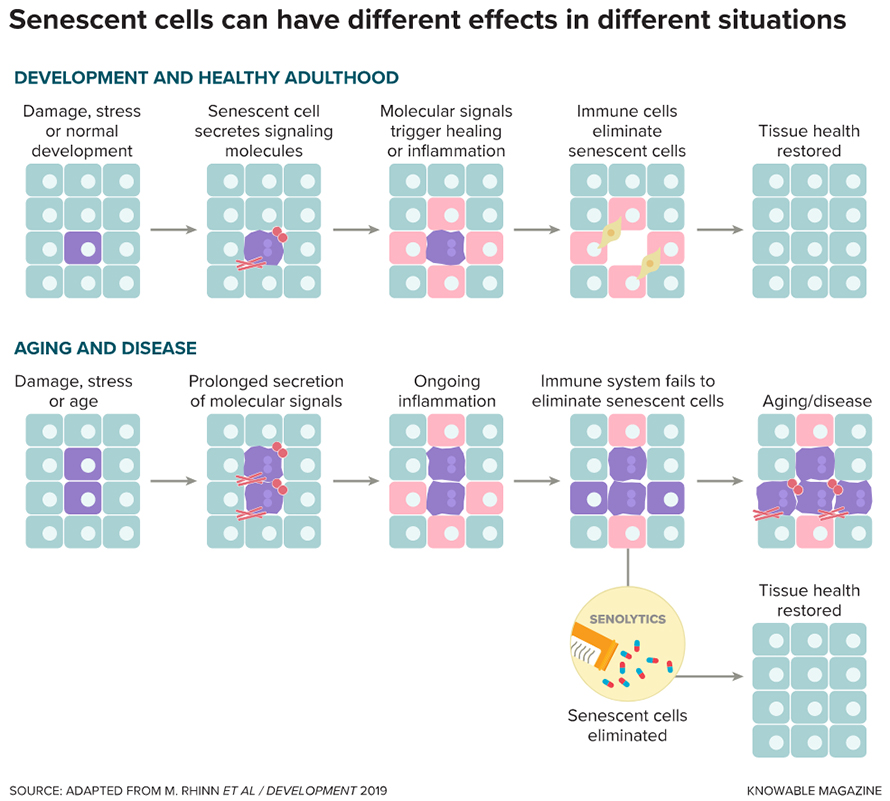 Senescent cells (purple) and the molecules they secrete (red) are beneficial when present for a short time in healthy tissues. These molecules influence the cells around them (pink) in ways that can influence development or promote healing, before being eliminated by immune cells (yellow). However, senescent cells can be harmful when chronically present in aged or damaged tissues. Removing them with senolytic drugs may be a strategy for restoring tissue health.