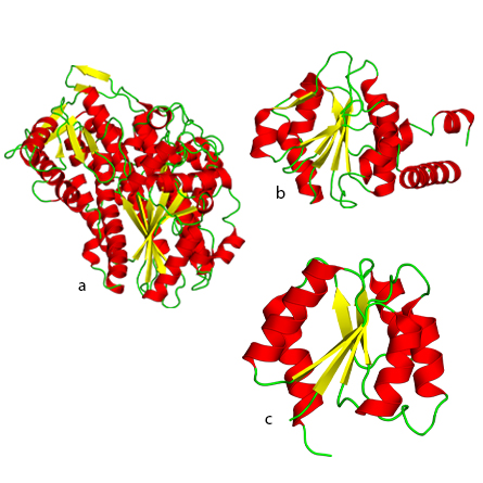 a. The P-loop fold of nucleoside triphosphate hydrolases. b. NAD(P)-binding Rossmann fold. c. Flavodoxinlike fold.