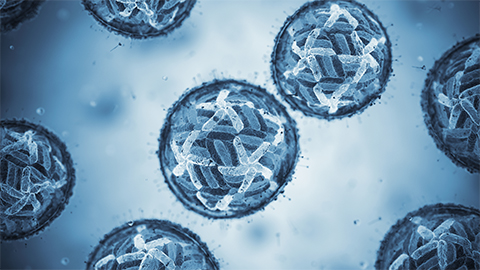 Host fatty acids enhance dengue virus infectivity