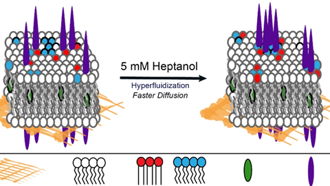 A simple method to determine phase preference of proteins on live cell membranes