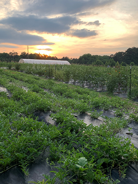 The manager of Good Hope Farm in Cary, North Carolina, and his team are putting nutrients back into the soil of this former tobacco farm.