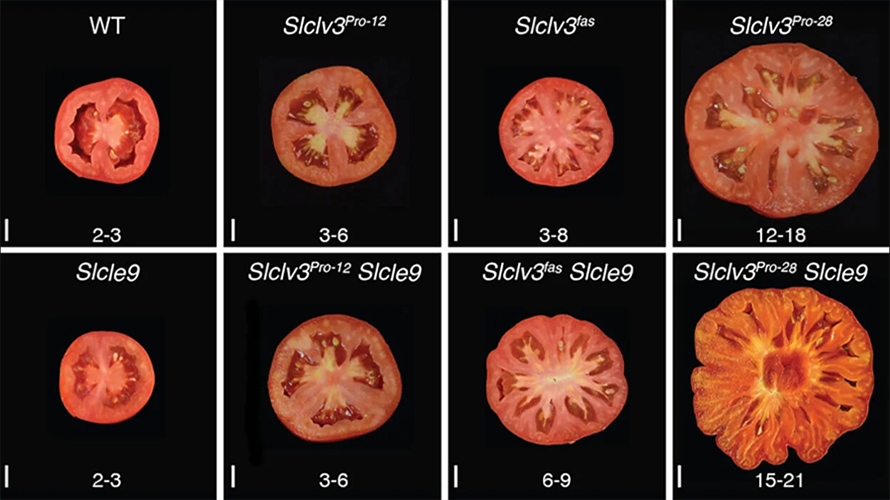 A collection of tomatoes with different combinations of artificial and natural mutations. The mutations affected the number of locules, or seed pockets, resulting in different fruit sizes. Lyndsey Aguirre, a CSHL School of Biological Sciences graduate, led the project.