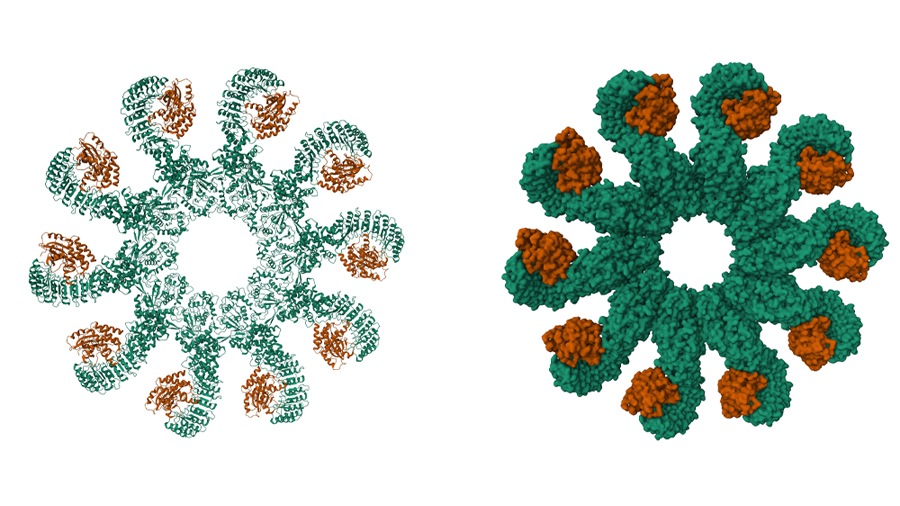 New clues reveal how cells respond to stress