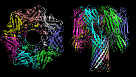 The pore-forming protein alpha-hemolysin