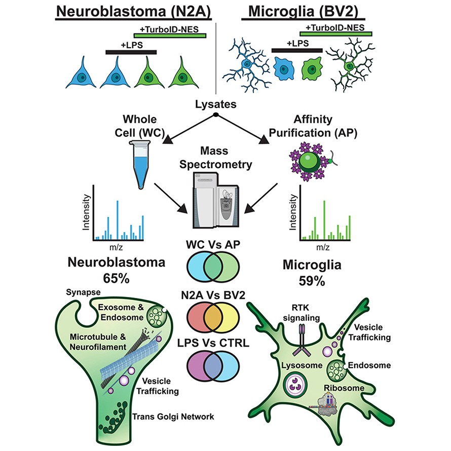 This workflow illustrates labeling, distinguishing and quantifying whole cell proteomes in neuronal and microglial cells using Turbo-ID.