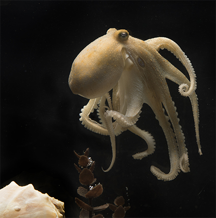 Octopus bimaculoides