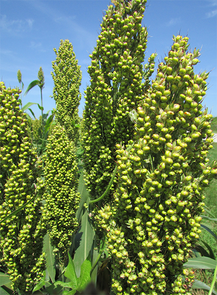 Sorghum, like this growing in Jasper County, Indiana, is already used as a dedicated bioenergy source, but there are concerns about reducing its lignin content.