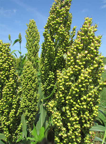 Sorghum, like this growing in Jasper County, Indiana, is already used as a dedicated bioenergy source, but there are concerns about reducing its lignin content.