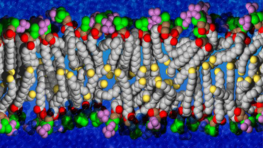 Celebrating 100 years of the term ‘lipid’