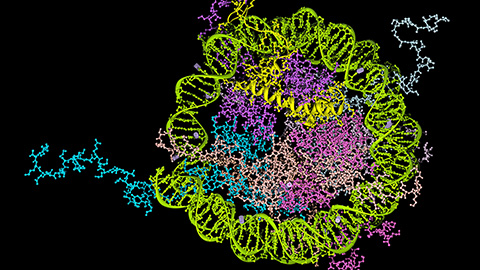 How signals shape DNA via gene regulation
