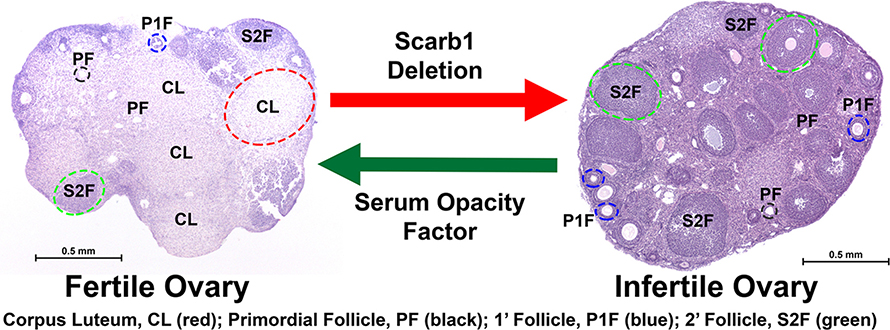 Serum opacity factor sets off a biochemical cascade which ultimately results in getting rid of excess cholesterol. ApoE proteins on lipid-rich HDL bind to their receptors in the liver initiating cholesterol’s breakdown. High-density lipoprotein (HDL); Apolipoprotein E (ApoE); Apolipoprotein AI (ApoAI).