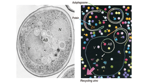 JBC: Zinc homeostasis and autophagy: beyond protein recycling