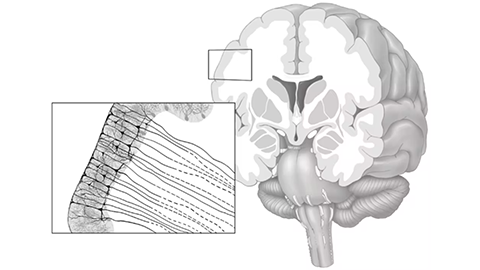 Brain wrinkles and folds matter