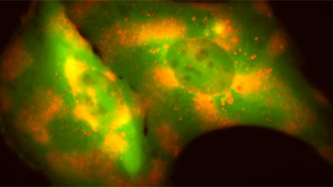 Engineering cells to broadcast their behavior can help scientists study their inner workings
