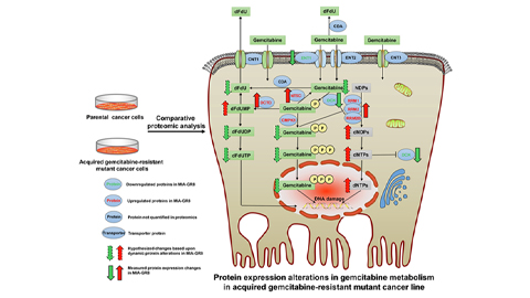 Key metabolic regulators of drug resistance in pancreatic cancer