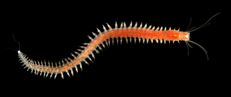 The marine bristle worm Platynereis dumerilii lives in shallow waters in a broad range of seas. It has also been lab-bred for more than 70 years, from specimens thought to have been collected near Naples, Italy. The worm integrates both lunar and solar cues into its life cycle and is a model system for studies of chronobiology.