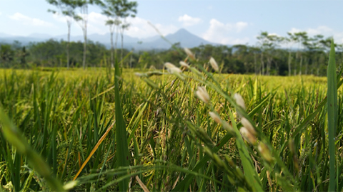 A look into the rice glycoproteome
