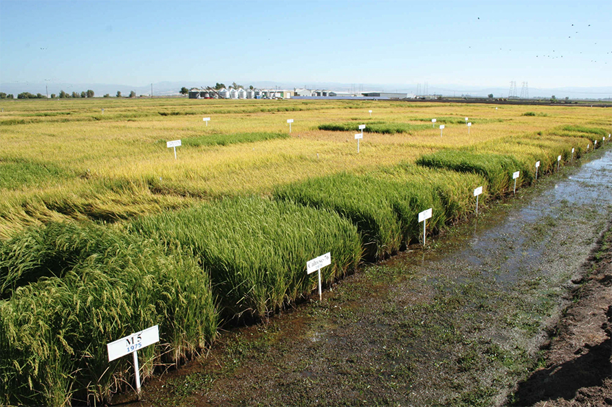 In 2013, the FDA commissioner visited a rice farm and research facility in California to learn about the presence of arsenic in rice. Currently, FDA standards for heavy metals in foods are limited to the action level for arsenic in infant rice, finalized in 2020, and draft guidance levels for lead in juice and baby food more broadly.