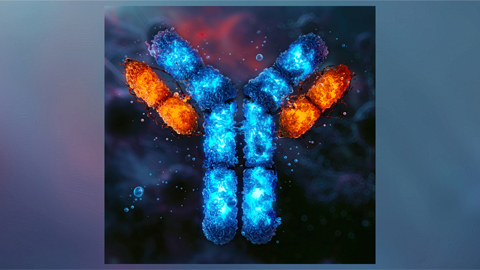 Antibodies inhibit hyperactive protein disposal