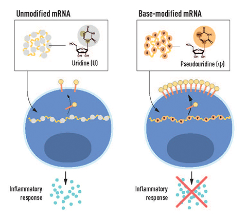 mRNA contains four different bases, abbreviated A, U, G and C. Katalin Karikó and Drew Weissman discovered that base-modified mRNA can be used to block activation of inflammatory cytokines and increase protein production when mRNA is delivered to cells.