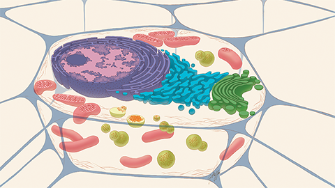 Lively lysosomes