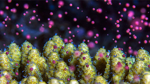 Many species of coral release their bundles of sperm and eggs during a particular phase in the lunar cycle, as shown here for coral in the Red Sea. The fantastic show — as well as reproductive events in other marine creatures — requires a biological clock with tight coupling to lunar cycles.