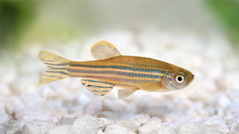 Elusive zebrafish enzyme in lipid secretion
