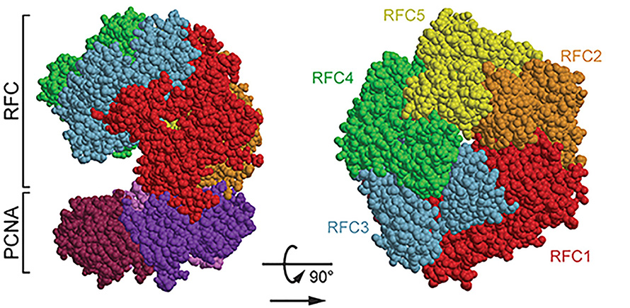 Structure of the 5-subunit RFC complex bound to the homotrimer DNA clamp PCNA