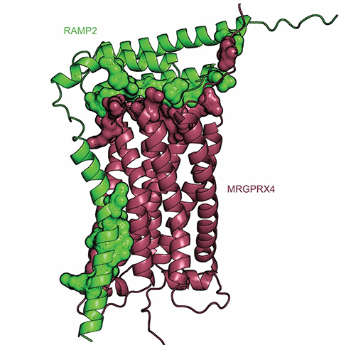 This predicted complex formation between MRGPRX4 (maroon) and RAMP2 (green) was generated with AlphaFold-Multimer and interacting residues shown as surfaces were calculated by PDBePISA.