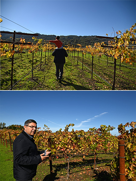 UC Davis viticulture expert Kaan Kurtural is conducting experiments to improve vine resiliency and protect grapes from heat at the Oakville Experimental Vineyard in Napa Valley.