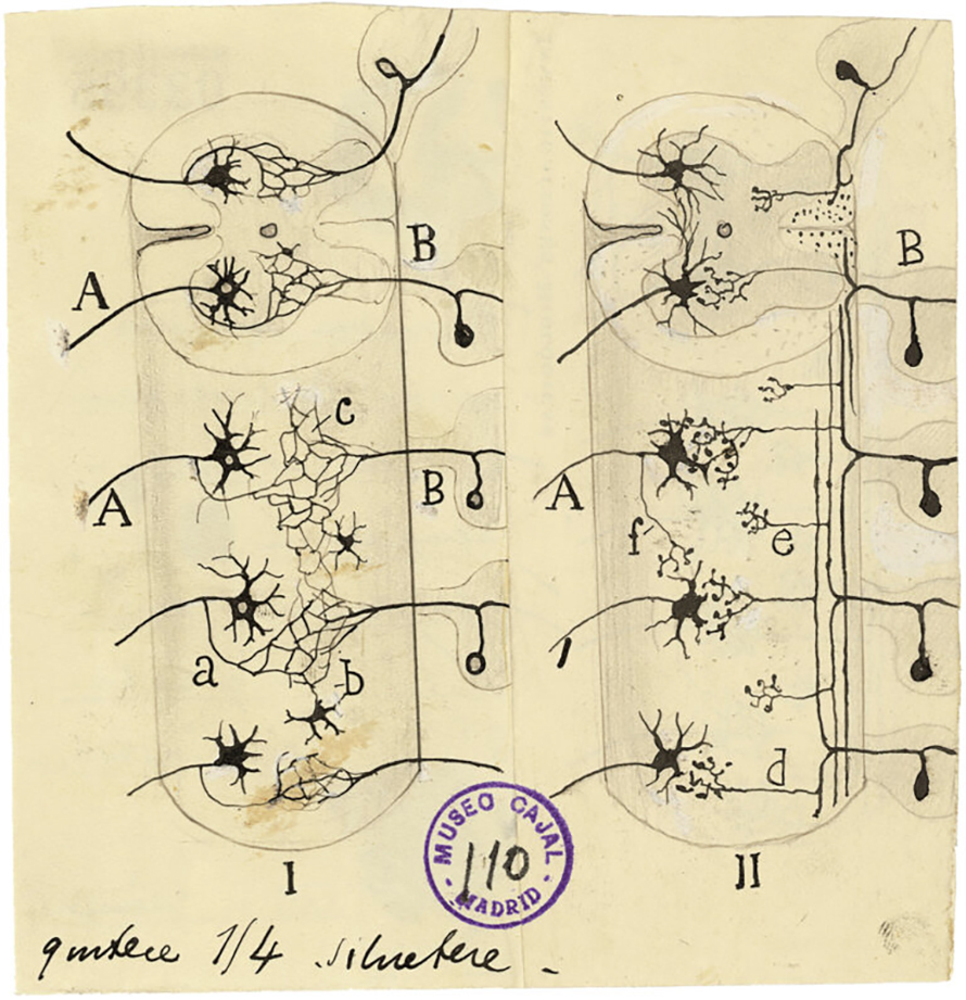 Cajal using nerve cells of the spinal cord to compare the reticular theory supported by Golgi (left) and his own neuron theory (right), ca. 1923.