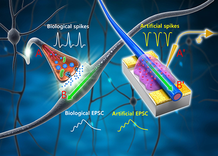 Schematic of biological neuronal network and an organic nanowire synaptic transistor that emulates a biological synapse.