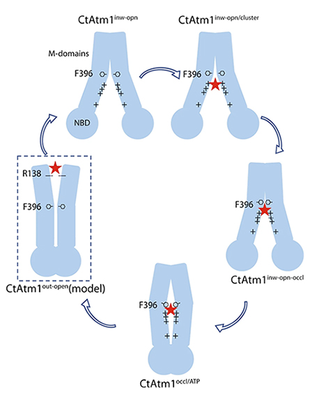 Mechanism of cluster transport by Atm1.