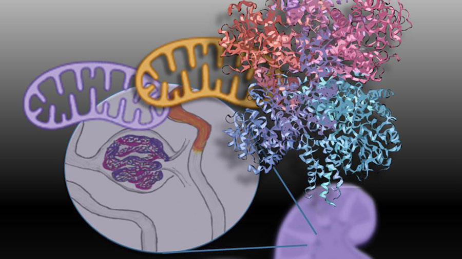 Mitochondria shape kidney cell function