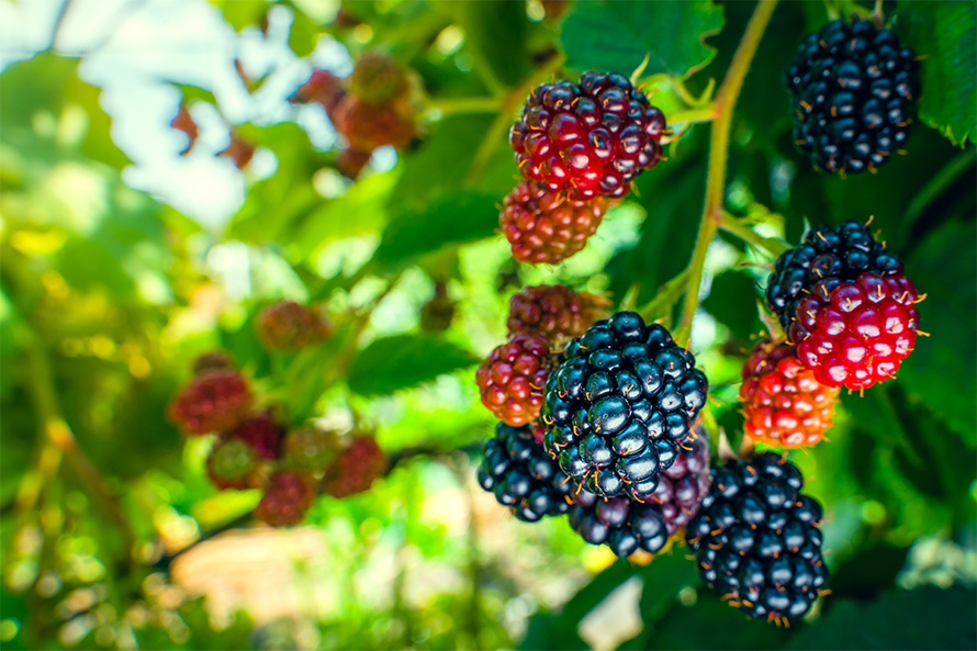 Some flavonoids produce pigments that give flowers and fruits their colors.