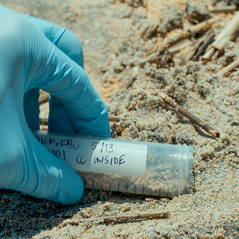 The research project is also the first to successfully collect animal eDNA from beach sand.