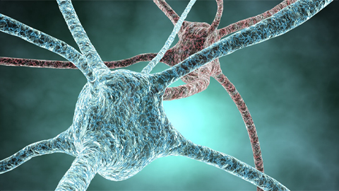 Pesticide disrupts neuronal potentiation