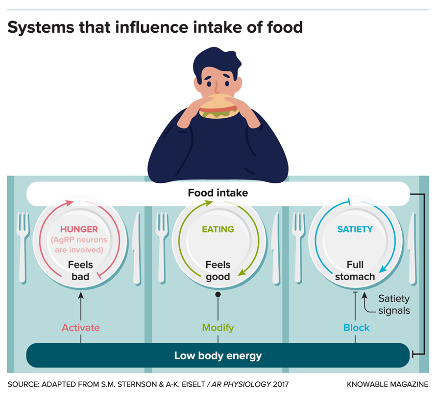 Three different neural systems control the feeling of hunger and the intake of food. If the body is low on energy, AgRP neurons become active, which feels unpleasant and makes an animal seek out food. Food also creates positive feelings regardless of the body’s energy state, maintaining a desire to eat even if the body isn’t in energy deficit. And signals of satiety or nausea tell the brain that the animal isn’t hungry and cause it to stop eating.