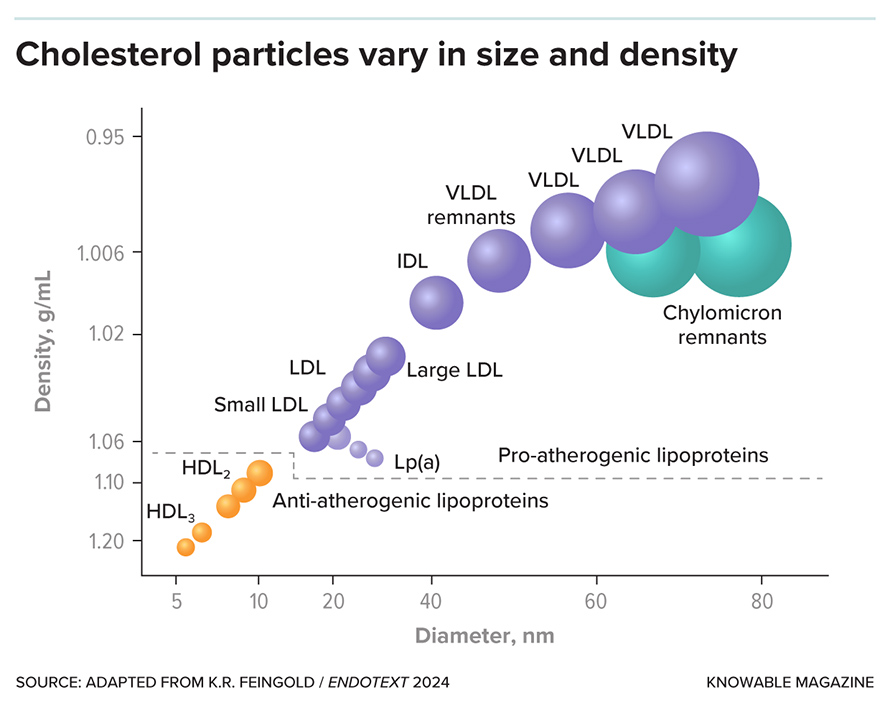 Depending on their composition, lipoprotein particles can be of different sizes and densities, from small and dense like HDL to large and less dense like chylomicrons and VLDL.