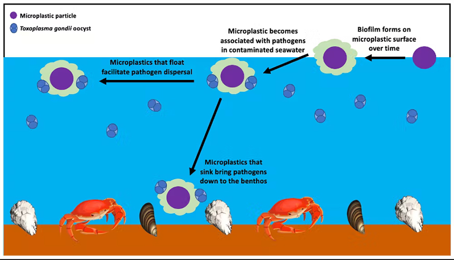 The biofilms that form on microplastics can help pathogens spread through the sea.